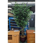 7 1/2 Feet Artificial Tree in Burgundy Clay Pot